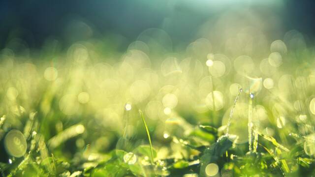 Stockfoto van zonovergoten gras
