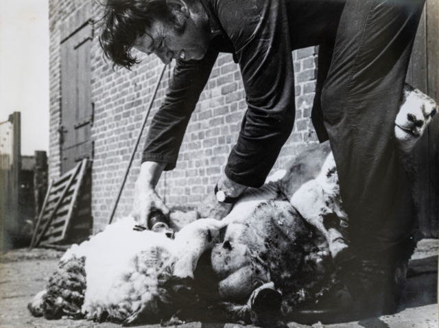 Een oude foto van Jan die een schaap scheert